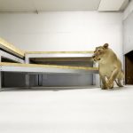 Vzácný bílý lev našel nový domov v táborské zoo. Do Tábora dorazil i s lvicí