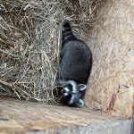 Muž zachránil mývala. Přivezl ho do táborské zoo, která jej jako jediná zoologická zahrada v Česku může chovat