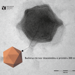 Českobudějovičtí vědci objevili nový obří virus v římovské nádrži. Napadá sladkovodní řasy