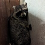 Další zachráněný mýval nalezl nový domov v táborské zoologické zahradě