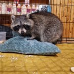 Další zachráněný mýval nalezl nový domov v táborské zoologické zahradě