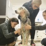 Žena z Tábora týrala psy. Zubožená zvířata skončila v útulku