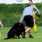 Psi přerušili druholigové utkání žen mezi Dynamem a Spartou. Dostali žlutou kartu