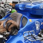Na milevské náměstí se sjelo přes 850 motorkářů