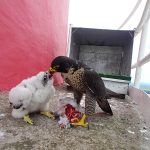 V Temelíně se vylíhla čtyři mláďata kriticky ohroženého sokola stěhovavého