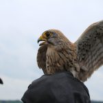 Nepřízeň počasí zájemce o ptačí říši neodradila