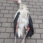 Čápa z Nemyšle srazilo auto na dálnici D3. Samice by sama nezvládla péči o mláďata, pomoci museli lidé