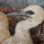Čápa z Nemyšle srazilo auto na dálnici D3. Samice by sama nezvládla péči o mláďata, pomoci museli lidé