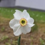 Červený kůň fotbalový Olymp nezdolal, postrádal gólové podkovy