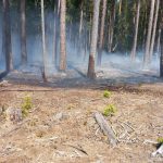 Hasiči vyjížděli v pondělí k požáru lesa u Dolního Dvořiště, dnes hořelo u Hlinice na Táborsku