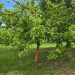 V parku v Prachaticích řádil vandal, poškodil strom. Nestalo se tak poprvé