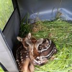 Petrovice patřily dětem, myslivosti a zvířatům