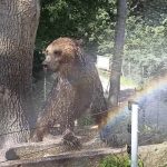 Vedra nevadí jen lidem. V táborské zoo se zvířata válí v ledu, pojídají zmrzliny a koupou se v jezírkách