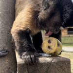 Vedra nevadí jen lidem. V táborské zoo se zvířata válí v ledu, pojídají zmrzliny a koupou se v jezírkách