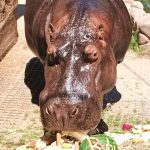 Bubi ze Zoo Dvorec si o svých 17. narozeninách pošmákl na dortu s melouny