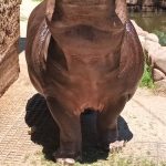Bubi ze Zoo Dvorec si o svých 17. narozeninách pošmákl na dortu s melouny