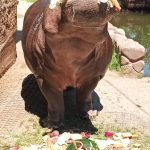 Bubi ze Zoo Dvorec si o svých 17. narozeninách pošmákl na dortu s melouny