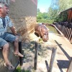 Bubi ze Zoo Dvorec si o svých 17. narozeninách pošmákl na dortu s melouny