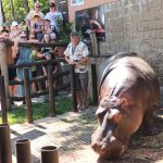 Bubi ze Zoo Dvorec si o svých 17. narozeninách pošmákl na dortu s melouny