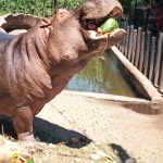 Bubi ze Zoo Dvorec si o svých 17. narozeninách pošmákl na dortu s melouny