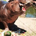 Bubi ze Zoo Dvorec si o svých 17. narozeninách pošmákl na dortu s melouny