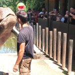 Bubi ze Zoo Dvorec si o svých 17. narozeninách pošmákl na dortu s melouny