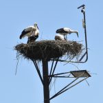 Další kolo soutěže O putovní pohár hasičů okresu Písek hostil Zbelítov. Požární útoky sledovali také zbelítovští čápi
