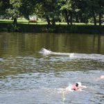 Budějovický závod Mezi mosty se jako jediný v ČR plave v řece. V Malši závodilo téměř sto plavců