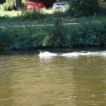 Budějovický závod Mezi mosty se jako jediný v ČR plave v řece. V Malši závodilo téměř sto plavců