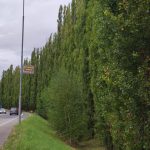 V Písku vybrali firmu, která pokácí topolovou alej ve Zborovského ulici