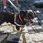 Ve Strakonicích brázdily Otavu dračí lodě. Místní Draci nasadili i dvě dětské posádky