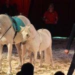 Do Milevska přijel cirkus King. Nabízí tradiční cirkusové umění i vystoupení se zvířaty