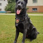 Na pořádek v ulicích Českých Budějovic dohlíží nově také služební pes městské policie