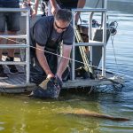Češi nemusí za trofejním sumcem do Španělska, velké ryby nabízí i Lipno, ukazuje výzkum
