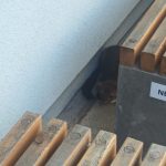 Kocour ve sklepě, kuna ve škole a labutě u kolejí. Strakoničtí strážníci odchytávali desítky zvířat