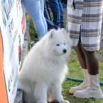 Fotbalisté Bernartic v derby vynulovali Chyšky