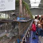 Výstavní premiéra nové haly. Chovatelé přivezli do Záhoří skoro 800 kusů drobného zvířectva