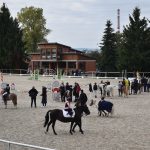 V Zemském hřebčinci v Písku se ukázaly jezdecké naděje