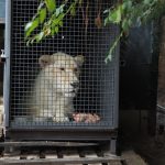 Lvice Leia ze Zoo Dvorec odjela do Bratislavy. Čeká tam na ni samec
