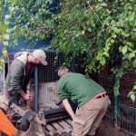 Lvice Leia ze Zoo Dvorec odjela do Bratislavy. Čeká tam na ni samec