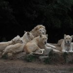 Lvice Leia ze Zoo Dvorec odjela do Bratislavy. Čeká tam na ni samec