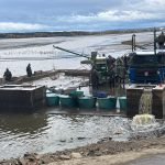 Výlov Horusického rybníka po povodních: I samotní rybáři jsou zvědaví, kolik ryb zůstalo