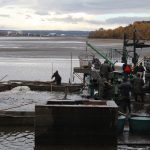 Výlov Horusického rybníka po povodních: I samotní rybáři jsou zvědaví, kolik ryb zůstalo