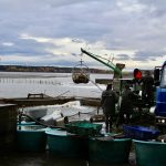 Výlov Horusického rybníka po povodních: I samotní rybáři jsou zvědaví, kolik ryb zůstalo