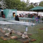 V Soběslavi soutěžili chovatelé králíků, drůbeže, holubů i exotického ptactva. Na výstavu přišlo přes tisíc lidí