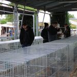 V Soběslavi soutěžili chovatelé králíků, drůbeže, holubů i exotického ptactva. Na výstavu přišlo přes tisíc lidí
