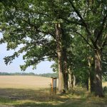 Veřejnost rozhodne o nejkrásnější Aleji roku 2025. Z jihu Čech kandidují tři zástupkyně