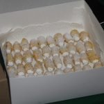 Mobily do talíře a hospodský kvíz může začít. V Jamném vyhráli Kofíci z Písku