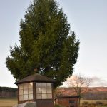 Vánoční posel zpod Kletě už zdobí krumlovské náměstí