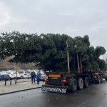 VIDEO: Na píseckém náměstí už stojí vánoční strom